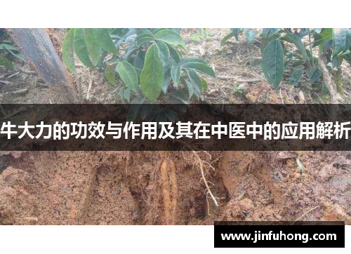牛大力的功效与作用及其在中医中的应用解析